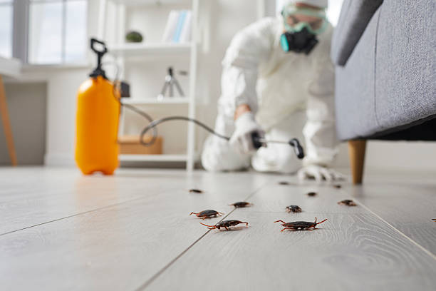 Commercial Rodent Management in Flowood